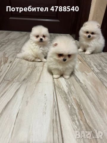 Мини померан, снимка 3 - Померан - 54100971