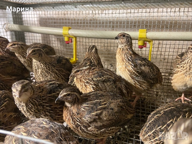 Мъжки пъдпъдъци, снимка 5 - други­ - 54129950