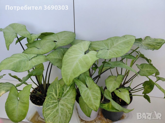 Цена 5 евро за брой, Стайно зелено нецъфтящо растение Сингониум (Syngonium) «Podophyllum»
