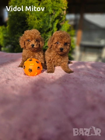 Той Пудел момчета 