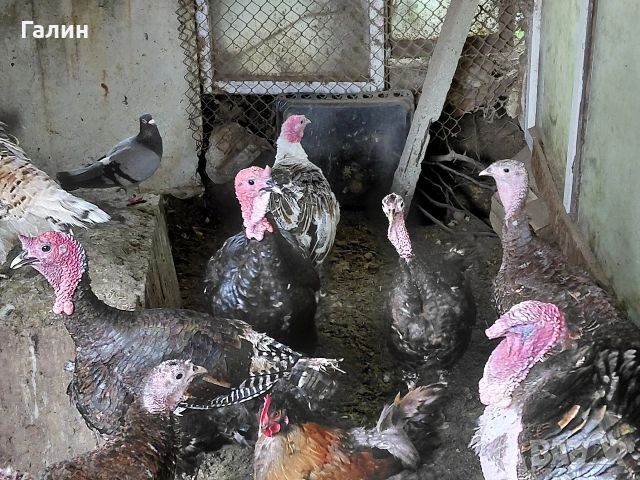 пуешки яйца за люпене, снимка 2 - Кокошки и пуйки - 54339059