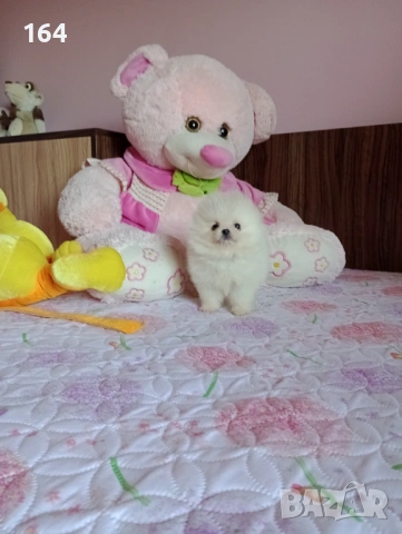 Бял мини Померан. Миниатюрно момченце.