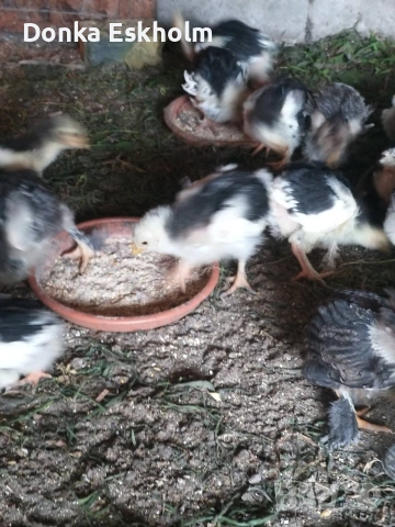 пилета, снимка 2 - Кокошки и пуйки - 54304411