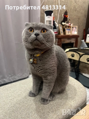 Котета Шотландски Фолд и Котета Британка Късокосместа , снимка 11 - Британска късокосместа - 54377290