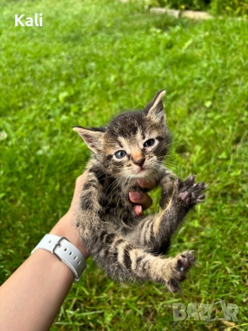 Малки котенца, снимка 2 - Други - 54707512