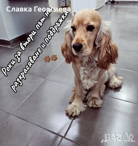 Английски Кокер шпаньол , снимка 14 - Търси партньор - 53963879