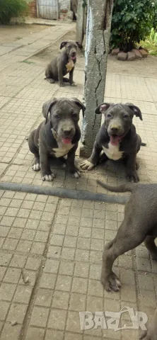 ТОП Американско були хл American bully xl ABKC, снимка 13 - Други - 55134203