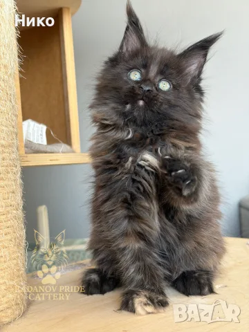 Мейн кун котенца / Мейн куун котенца / Maine coon kittens, снимка 4 - Мейн кун - 50068719