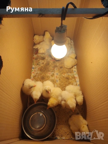 Пилета бройлери и кръстоска