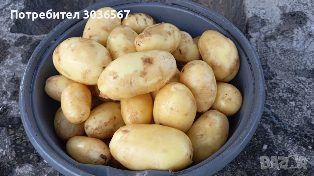 Картофи, лук - пресни, джоджен, магданоз., снимка 12 - Домашни продукти - 50466216