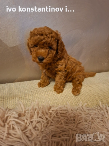 Продавам Той пудел на два месеца