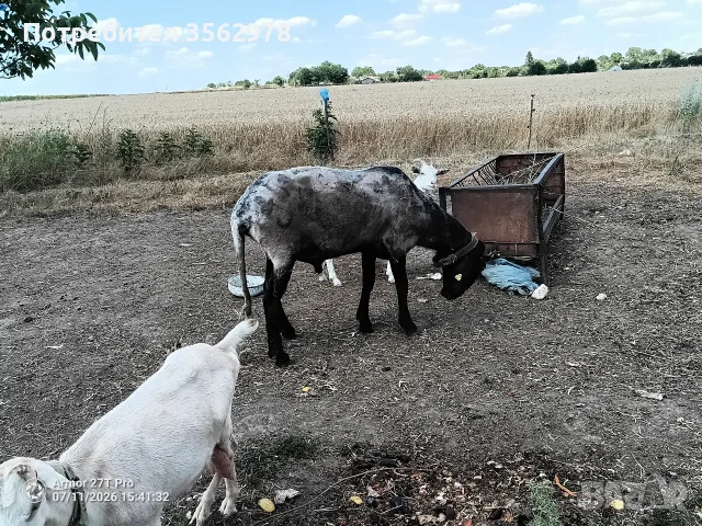 Черноглав Плевенски коч, снимка 8 - Овце - 55587061