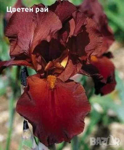 Ризоми на ириси 2€брой цвят на късмет от показаните , снимка 4 - Градински цветя и растения - 54198963