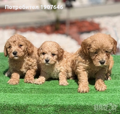 Малтипу, снимка 2 - Пудели - 54685890