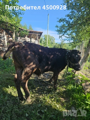 Продавам мъжко теле , снимка 2 - Крави - 54941497