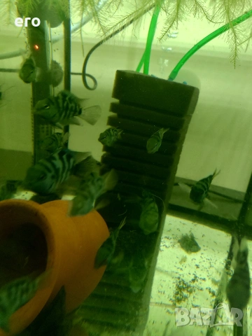 Зебровидна цихлазомс, снимка 2 - Рибки - 54035952