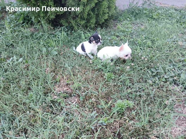 продавам чихуахуа. , снимка 2 - Чихуахуа - 55244163