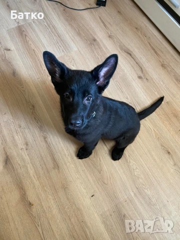 Източно Европейска овчарка, снимка 5 - Немска овчарка - 54163639