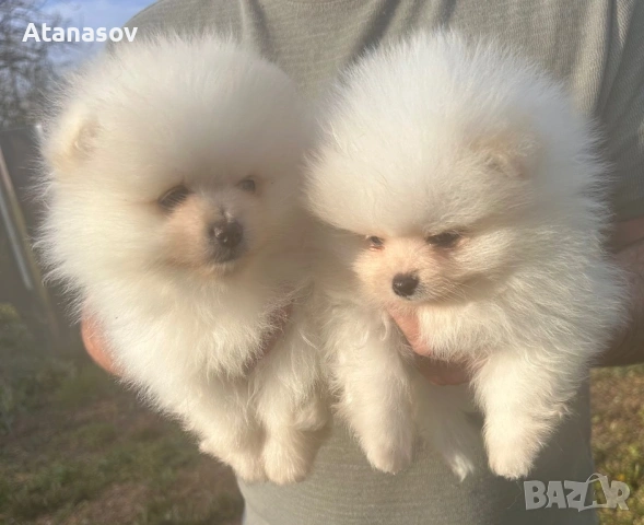 Померан Померанчета , снимка 2 - Померан - 54182420