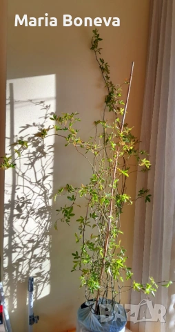 Роза Лейди Банкс -Уникална катереща се роза без бодли 1.30до 1.80см, снимка 7 - Градински цветя и растения - 54010171