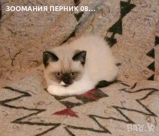 коте Регдол момиче , снимка 2 - Други - 54727561