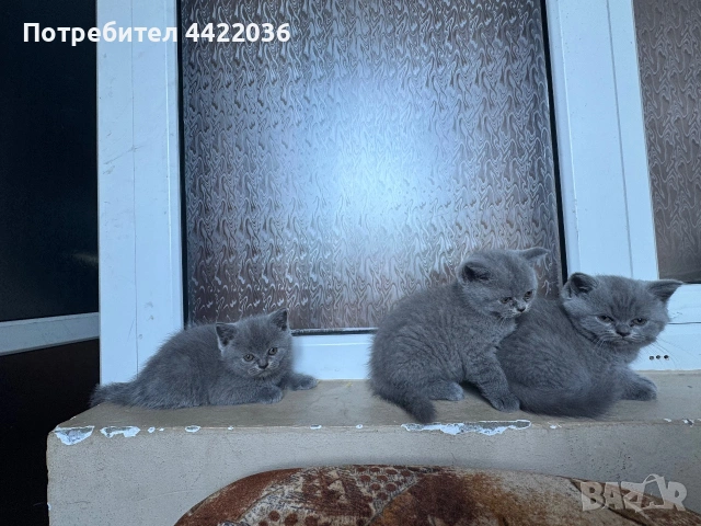 Чистокръвни британски котенца , снимка 2 - Британска късокосместа - 54682979