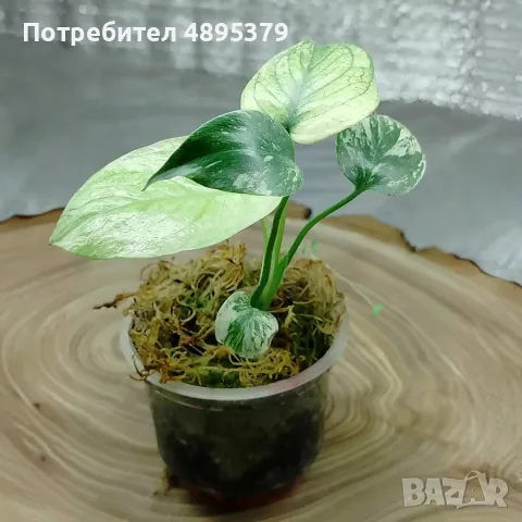 Добре вкоренена "Monstera White Monster", снимка 4 - Стайни растения - 55395569