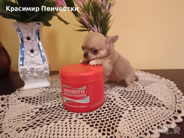 момче чихуахуа. , снимка 3 - Чихуахуа - 54941033