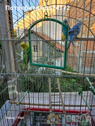 Вълнисти папагали, снимка 8 - Папагали - 54860985