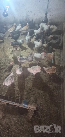 Продавам селски пилета, снимка 12 - Кокошки и пуйки - 54438342