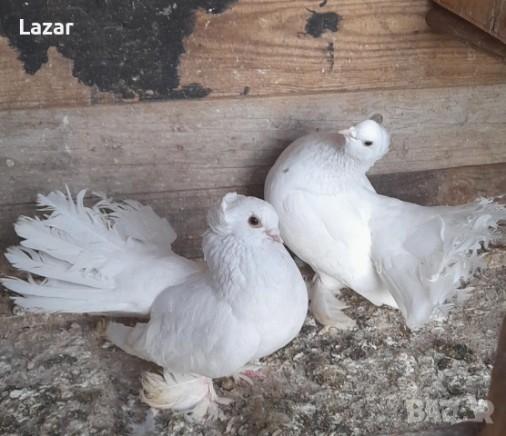 Продавам Бели омски, снимка 5 - Гълъби - 54334499