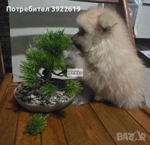 померан мини шпиц, снимка 2 - Померан - 54939331