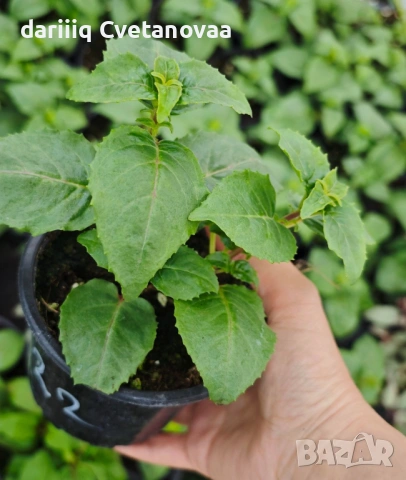 Фуксия за Градинска3.85€ и Каскадна 2.90€, снимка 17 - Градински цветя и растения - 54205891