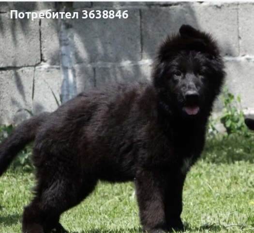 Дългокосместа черна оварка