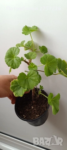 P.Millfield Rise, снимка 3 - Стайни растения - 54212733