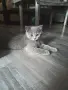 Британска късокосместа котка, снимка 8