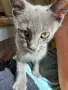 Подарявам две котета, снимка 3