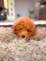 Мъжки пудел Toy, снимка 2