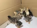 Пилета шведски исабар  и великденска носачка , снимка 2