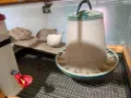 Пъдпъдъчи яйца за консумация или инкубация, снимка 4
