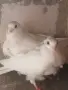 Свободни гълъби, снимка 2