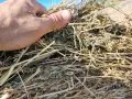 Бали люцерна с трева, снимка 2