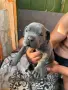 Продавам кучета Кане корсо, снимка 6