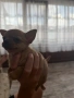 Чихуахуа, снимка 8