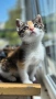 Коте търси дом, снимка 1