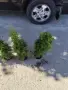 Западна туя Смарагд (Thuja occidentalis Smaragd), снимка 3