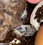 Изоподи Porcellio laevis Dairy Cow (Екзотични домашни любимци / Чистачи), снимка 1