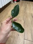 Hoya Хоя Archboldiana Variegata , снимка 2