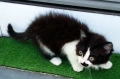 Подарявам малко котенце на 2 месеца, снимка 8