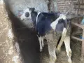 Жинско теле на пет месеца, снимка 3